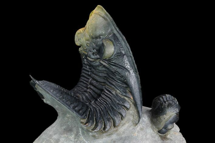 Zlichovaspis Trilobite With Reedops - Multi-Toned Shell #125231